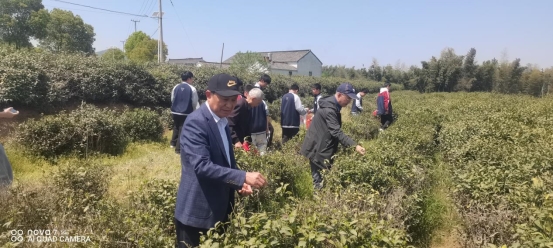 4（1）、采茶叶劳动