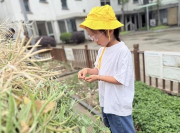 采摘油菜果荚2